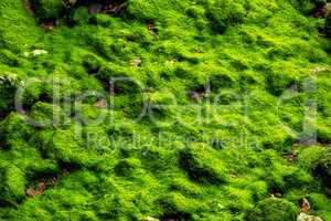 Natural moss fibers