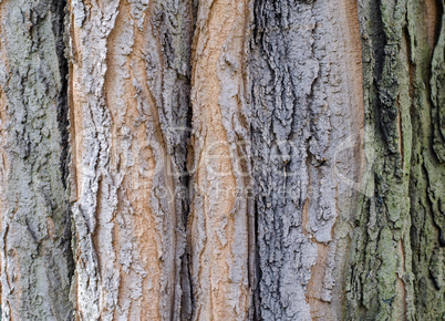 Close-up of tree bark background texture