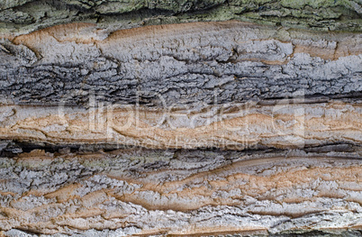 Close-up of tree bark background texture