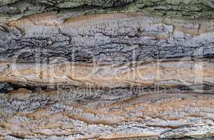 Close-up of tree bark background texture