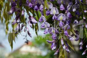 Close up of Wisteria in bloom