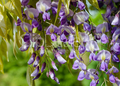 Close up of blooming Wisteria