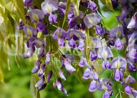 Close up of blooming Wisteria