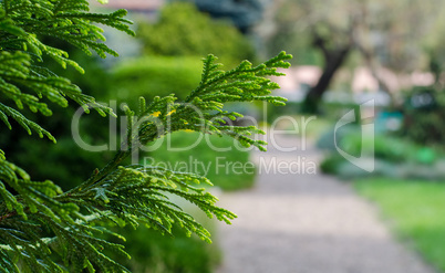 juniper sprouts on the left side of the frame