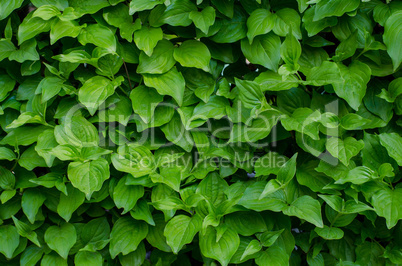 Green leaves wall background. close-up