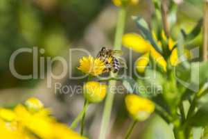 A bee on yellow flower