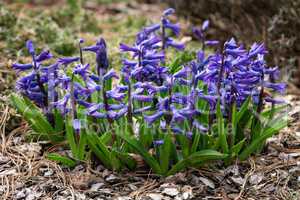 Hyacinthe, Hyacinthus orientalis