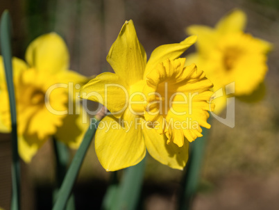 Gelbe Narzisse, Narcissus pseudonarcissus