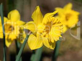 Gelbe Narzisse, Narcissus pseudonarcissus