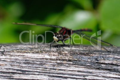 Kleine Moosjungfer - Leucorrhinia dubia