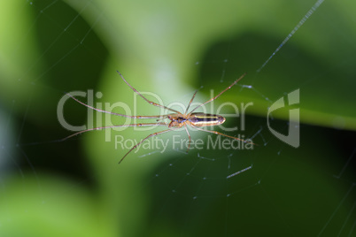 Gemeine Streckerspinne - Tetragnatha extensa