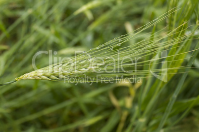 Drops of dew on a young green wheat ear close-up