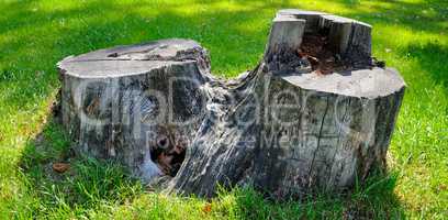 Old tree stump on a background of green grass . Wide photo.