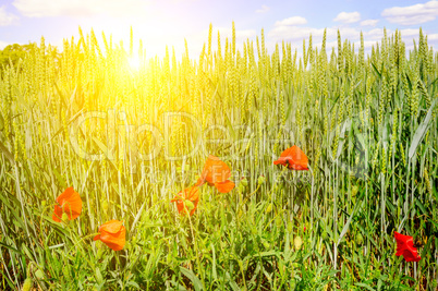 Wheat field and a bright sunrise on a blue sky.