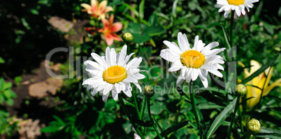 Garden daisy in a flower bed. Selective focus. Wide photo.