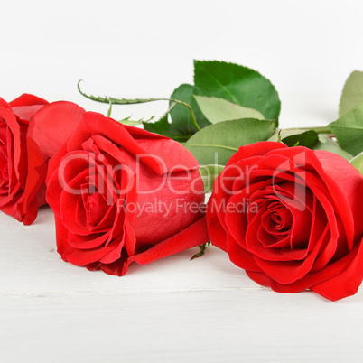 Beautiful roses on a white wooden background.