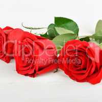 Beautiful roses on a white wooden background.