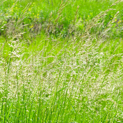 Perfect green background by the fresh grass