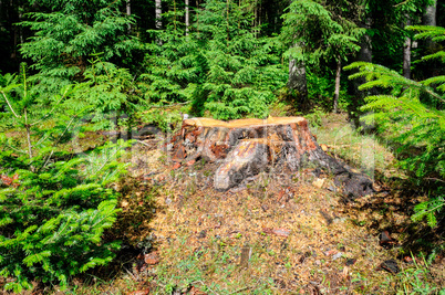 An old tree stump in a coniferous forest.