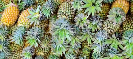 Bright background of fresh pineapples.Wide photo.