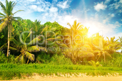 Tropical palms on the sandy beach and bright sunrise.