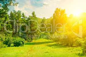 Natural forest with coniferous and deciduous trees, meadow and f