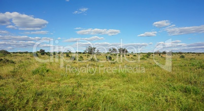 natural green landscape in kenya