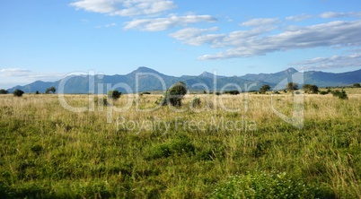 natural green landscape in kenya