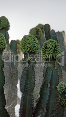big cactus in kenya
