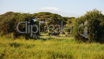 kilimanjaro and kenyan landscape