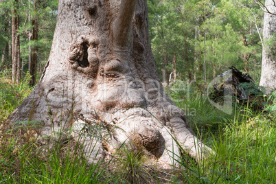 Red Tingle, Eucalyptus jacksonii