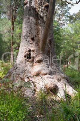 Red Tingle, Eucalyptus jacksonii