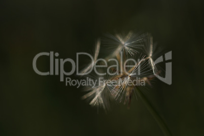 Dandelion tribe, seed head in green meadow. Macro