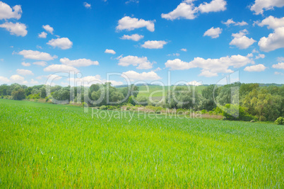 Green field and blue sky with light clouds.