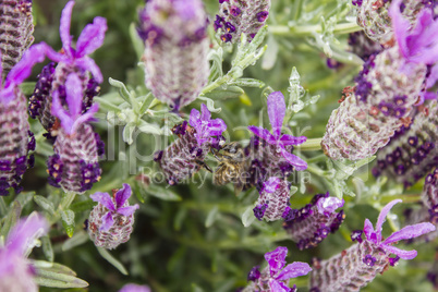A close up of a bee in lavender field
