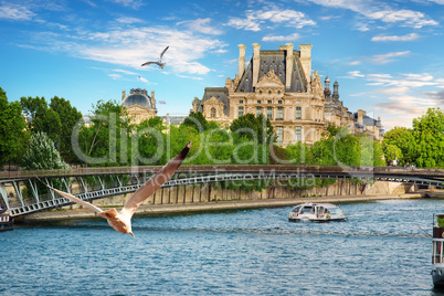 Seagulls over Seine