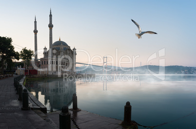 Seagull over Ortakoy Mosque