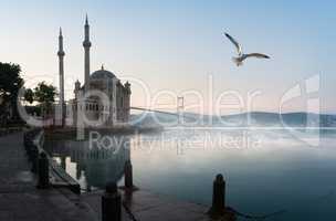 Seagull over Ortakoy Mosque