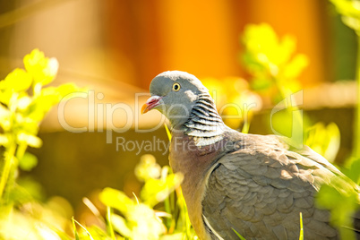 dove sitting in a meadow dove sitting in a meadow