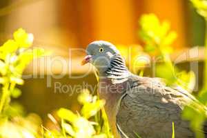 dove sitting in a meadow