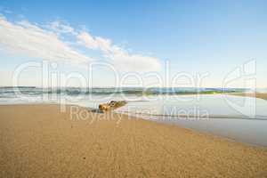 Driftwood at a beach of the Baltic Sea