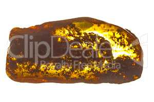 amber with fossil wood inclusions