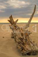 Driftwood at a beach of the Baltic Sea