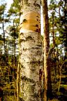 bark of a moor birch