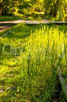 railway overgrown with green grass