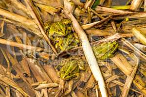 common water frogs in a pond