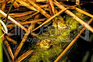 common water frogs in a pond