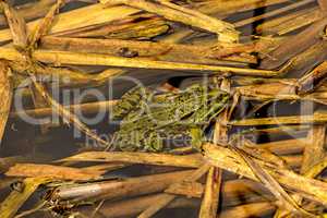 common water frog in a pond