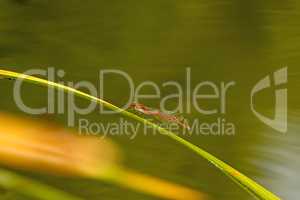 Large red damselfly on a leaf