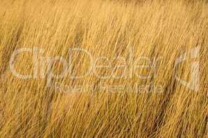 beach grass on a beach of the Baltic sea